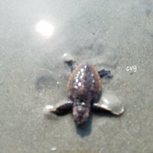 Meet your Posher, Connie